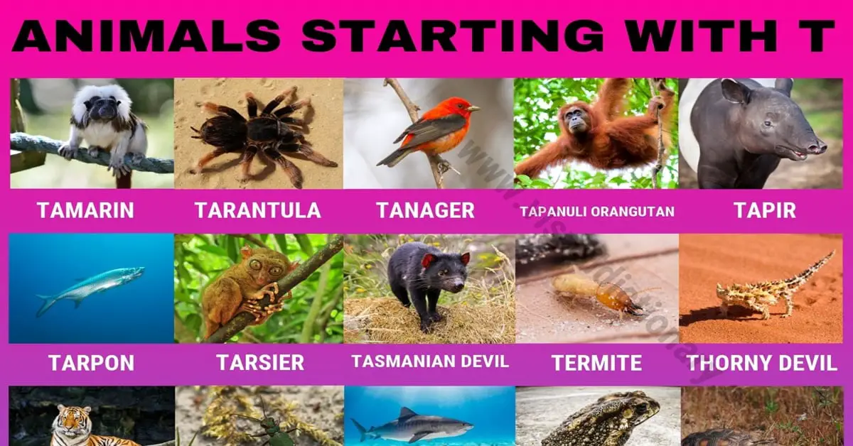 Animals that Start with T: Useful List of 40+ Animals Starting with T -  Visual Dictionary