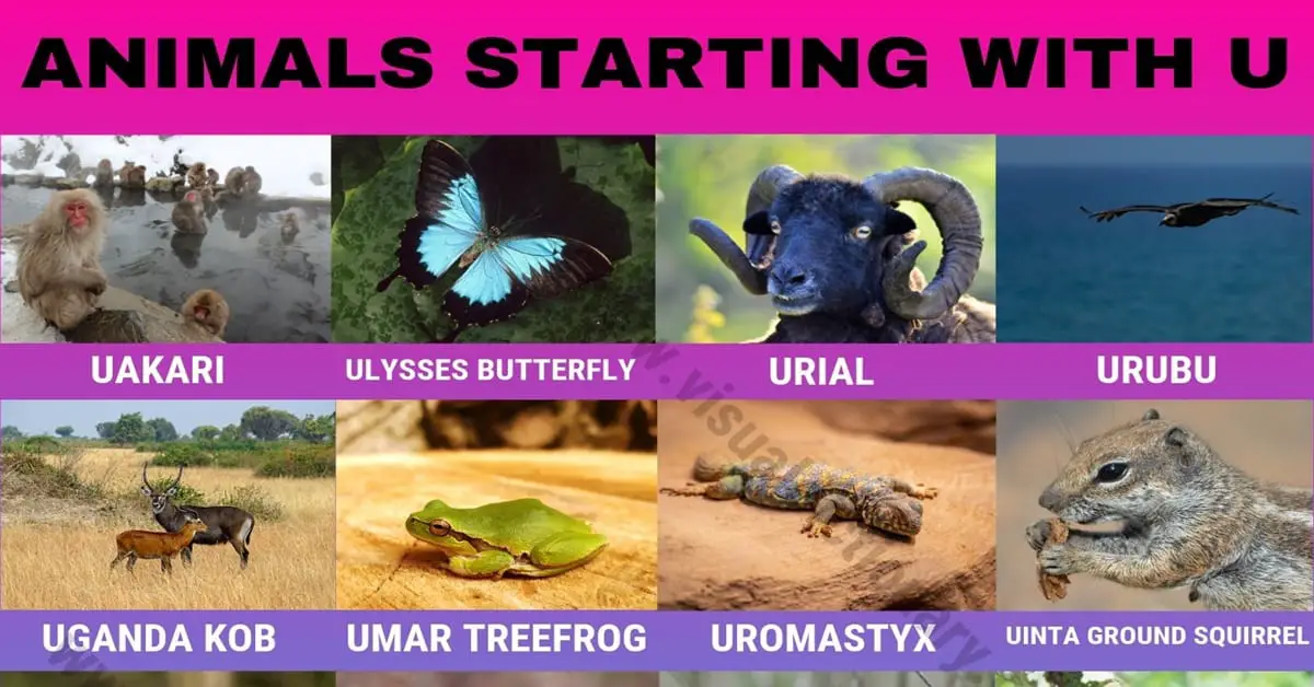 Animals that Start with U: 15+ Amazing Animals Starting with U - Visual  Dictionary