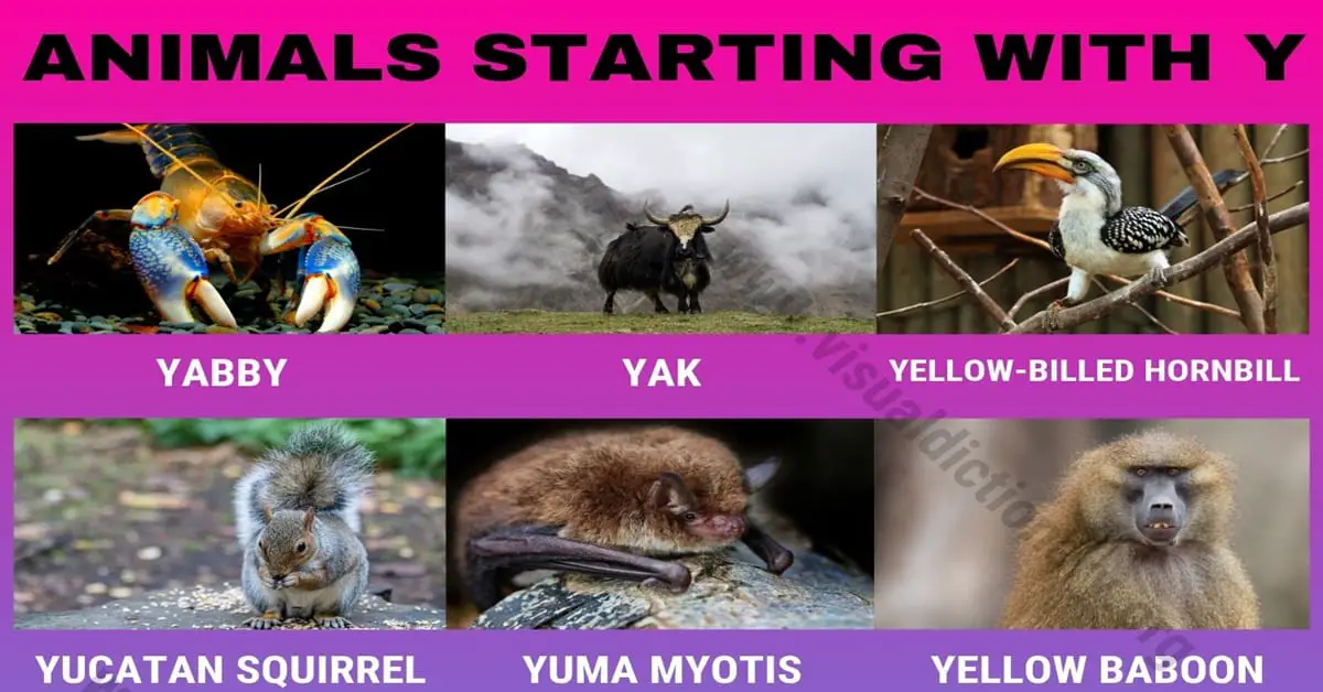 Animals that Start with Y
