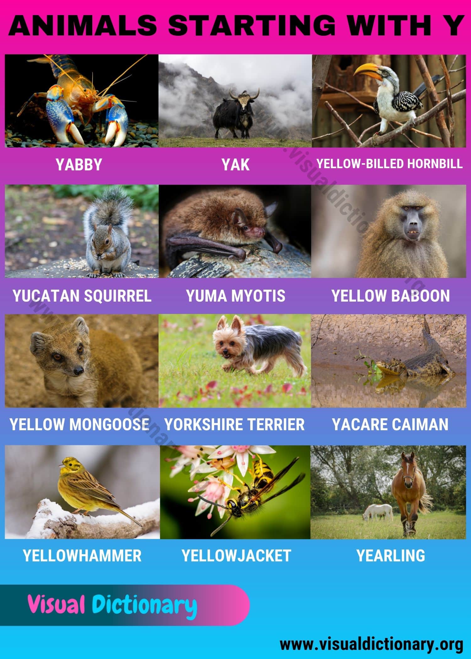 Animals that Start with Y: 12 Fascinating Names of Animals Beginning with Y  - Visual Dictionary