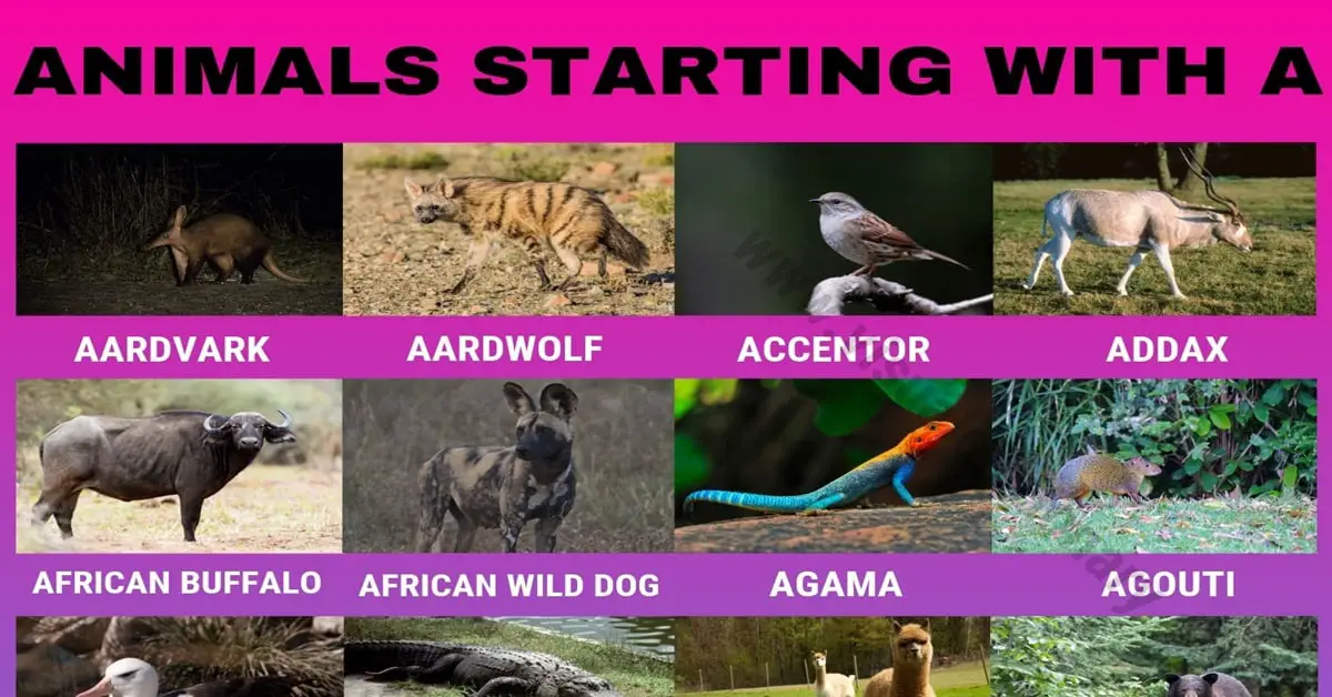Animals that Start with A: Useful List of 45+ Animals Starting with A -  Visual Dictionary