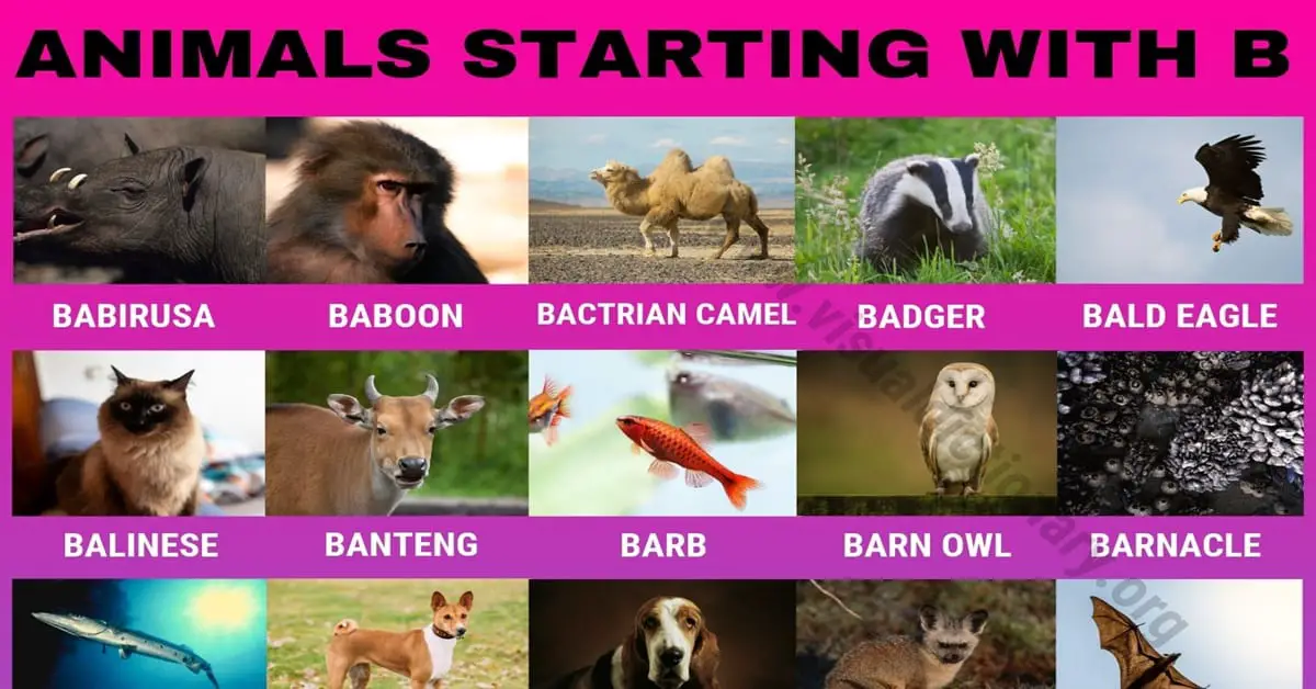 Animals that Start with B