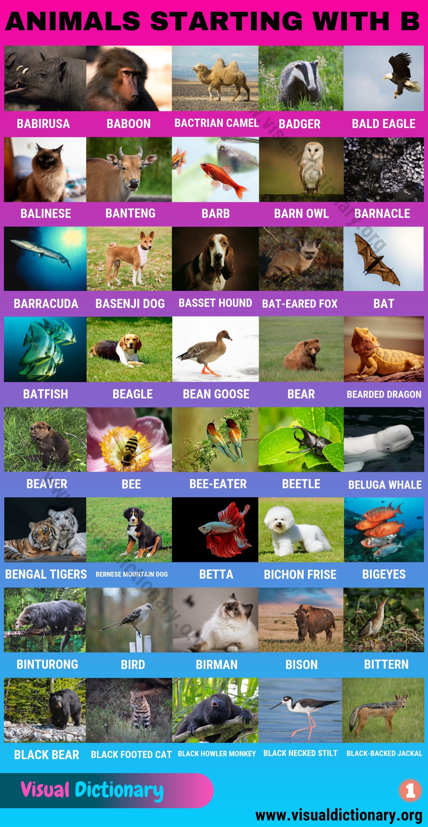 Animals that Start with B: 80 Intriguing Animals Starting with B - Visual  Dictionary