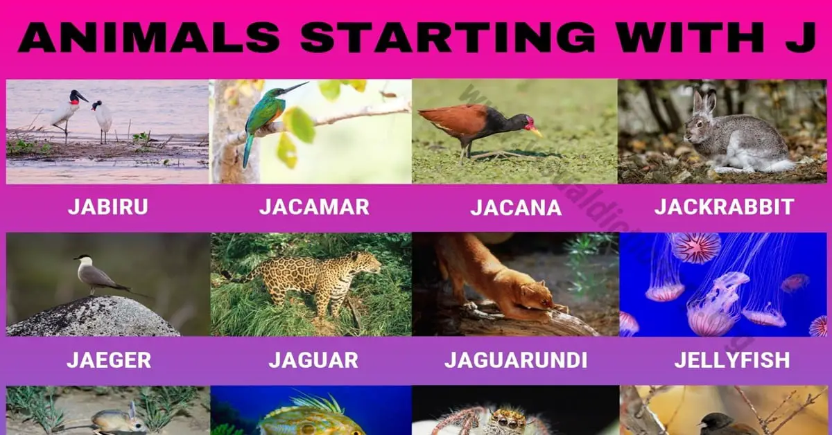 Animals that Start with J: Common Names of 20 Popular Animals Starting with  J - Visual Dictionary