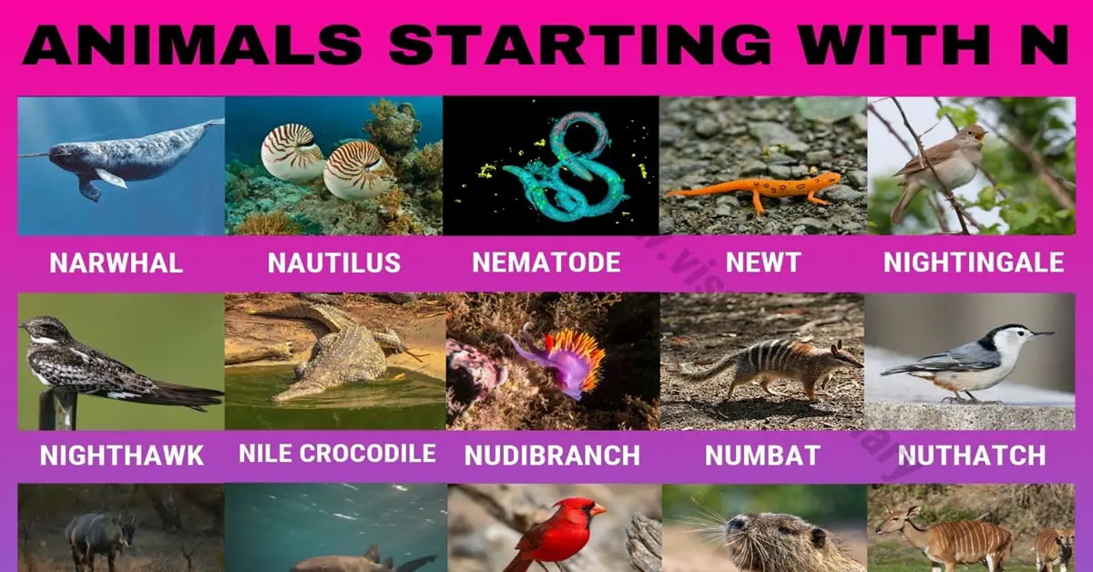 Animals that Start with N