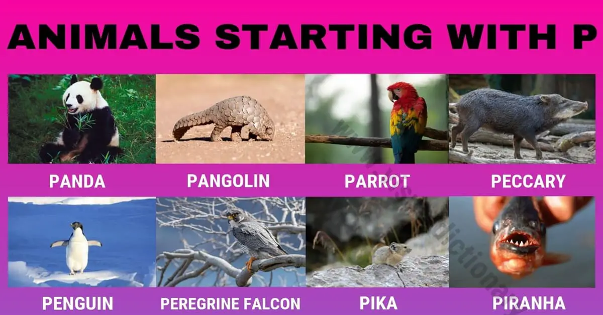 Animals that Start with P