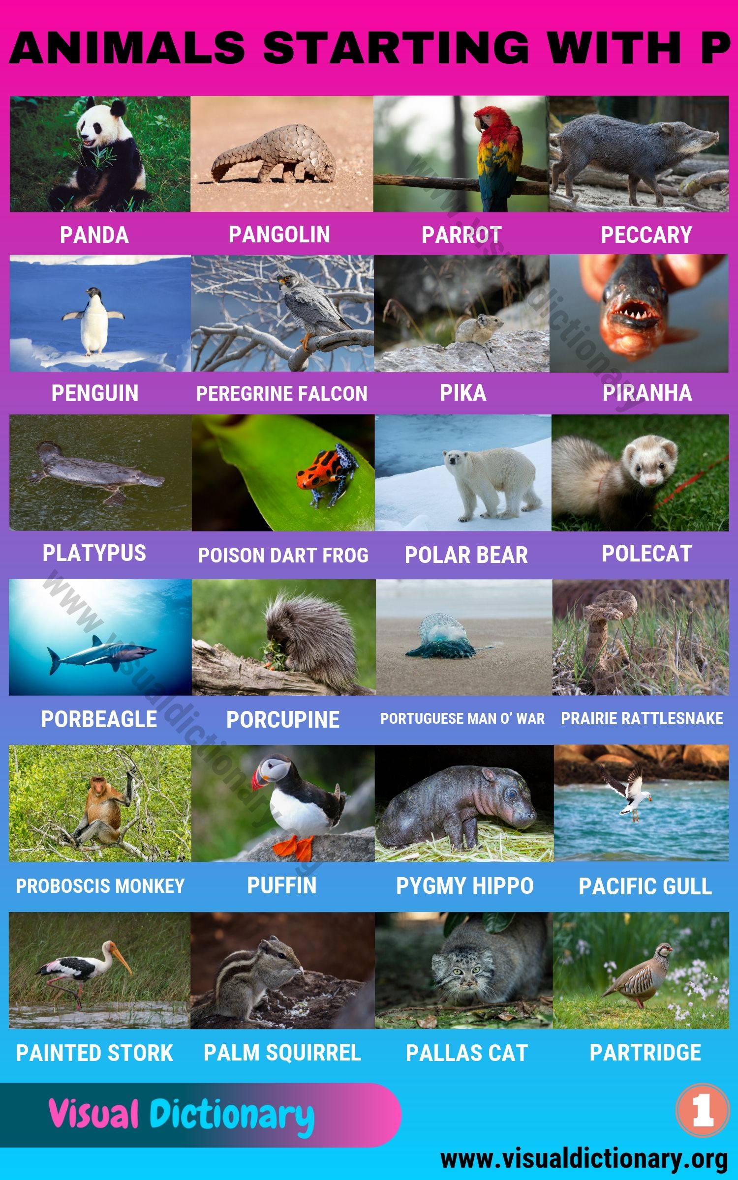 Animals that Start with P
