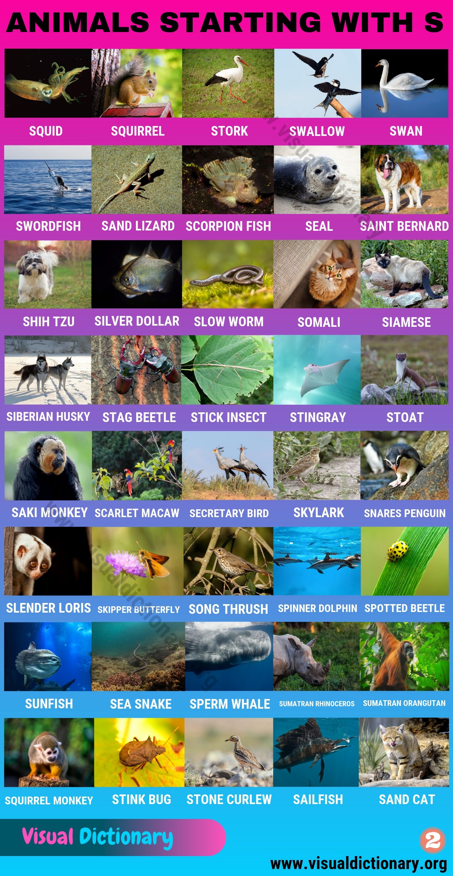 Animals that Start with S: Huge List of 120 Animals Starting with S -  Visual Dictionary