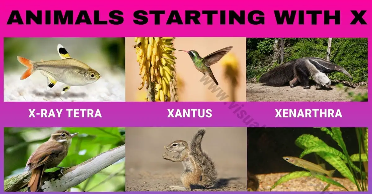 Animals that Start with X: Wonderful Names of 10+ Animals Beginning with X  - Visual Dictionary