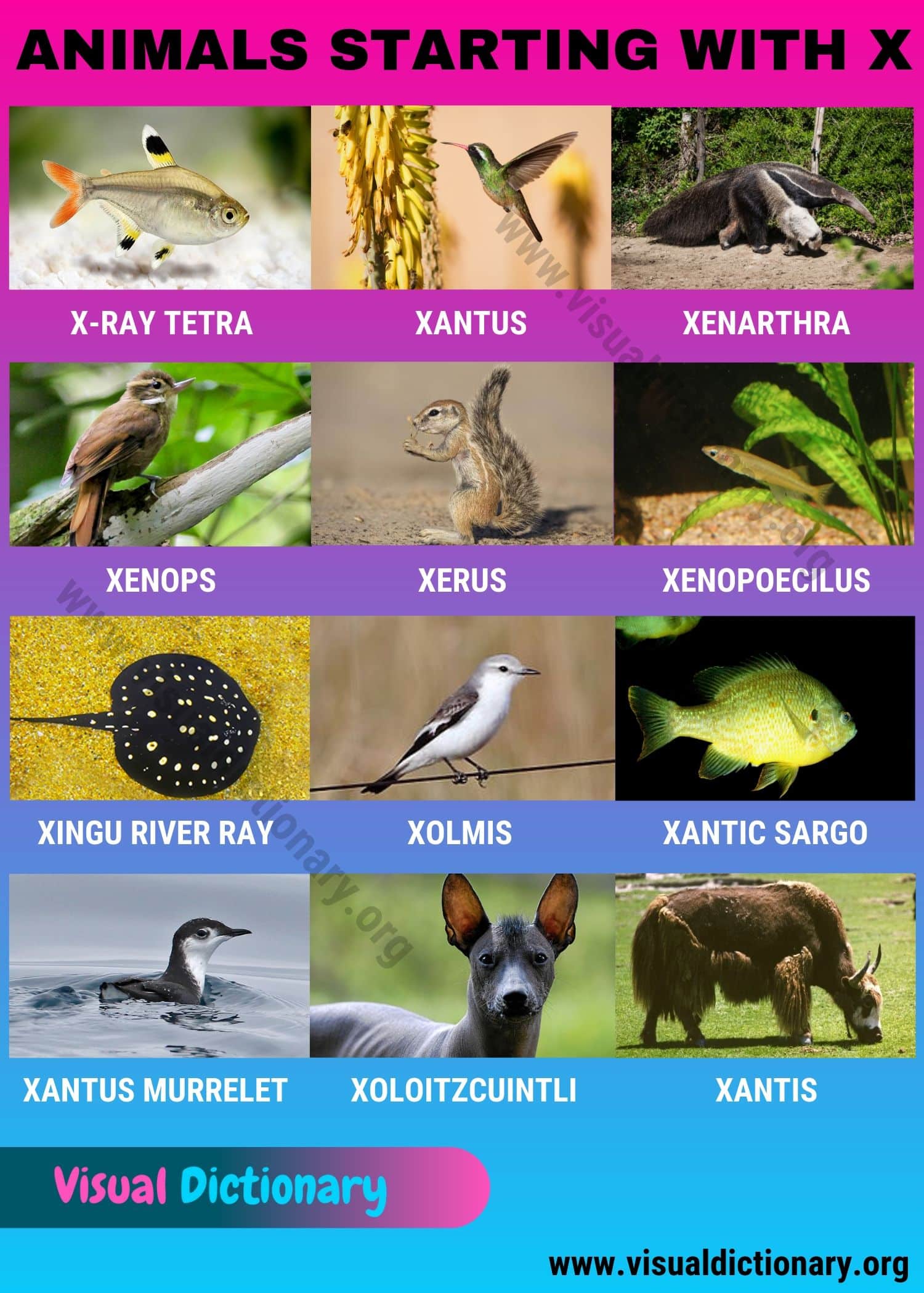 Animals that Start with X: Wonderful Names of 10+ Animals Beginning with X  - Visual Dictionary
