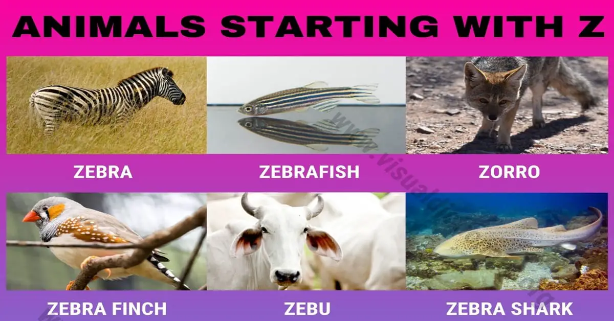 Animals that Start with Z: 12 Interesting Names of Animals Beginning with Z  - Visual Dictionary