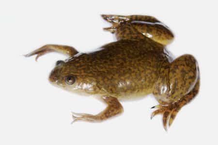 Xenopus Frogs