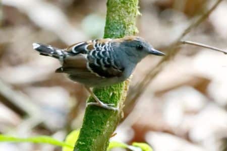 Xingu Scale-backed Antbird