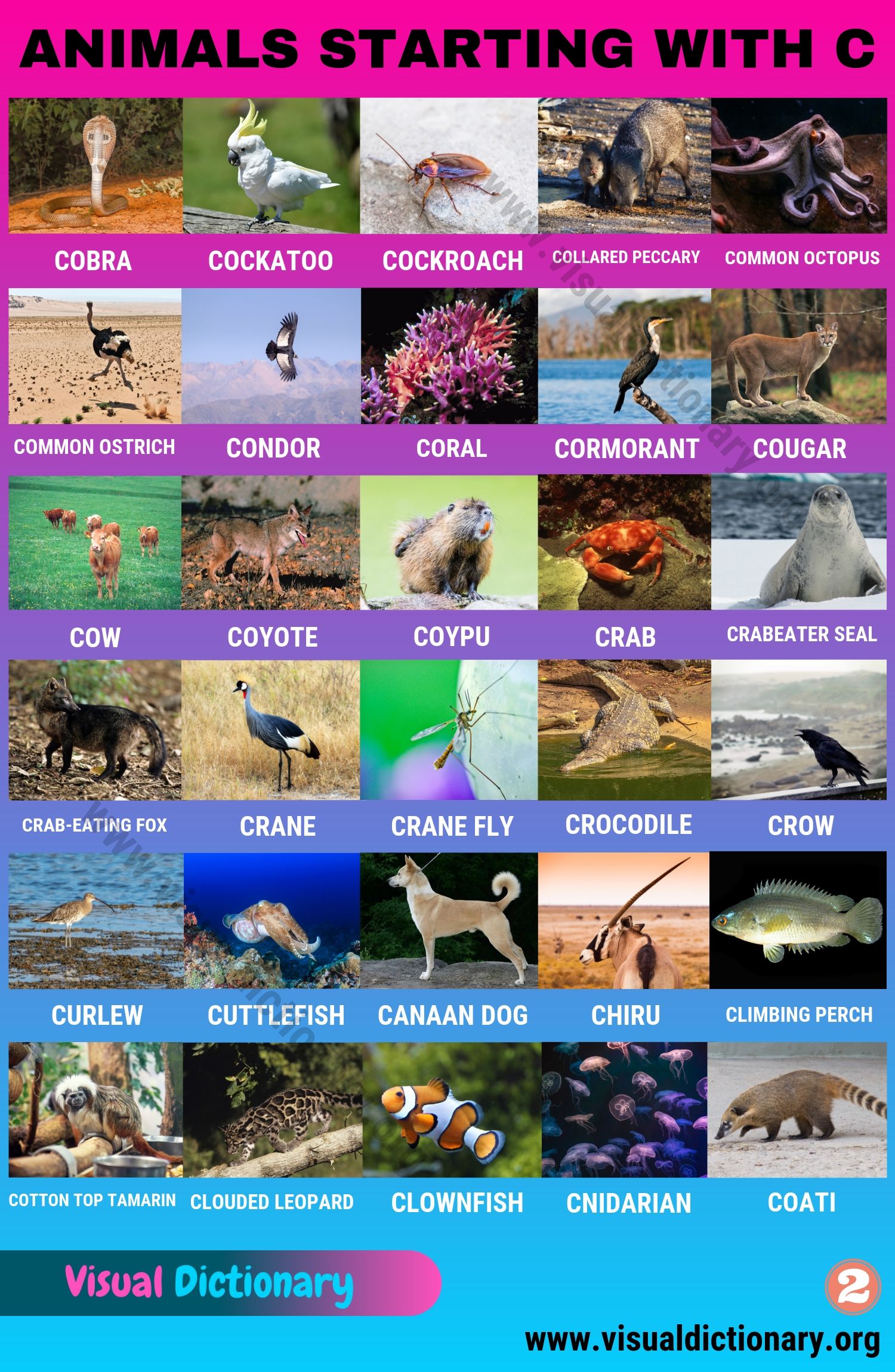 Animals Starting with C