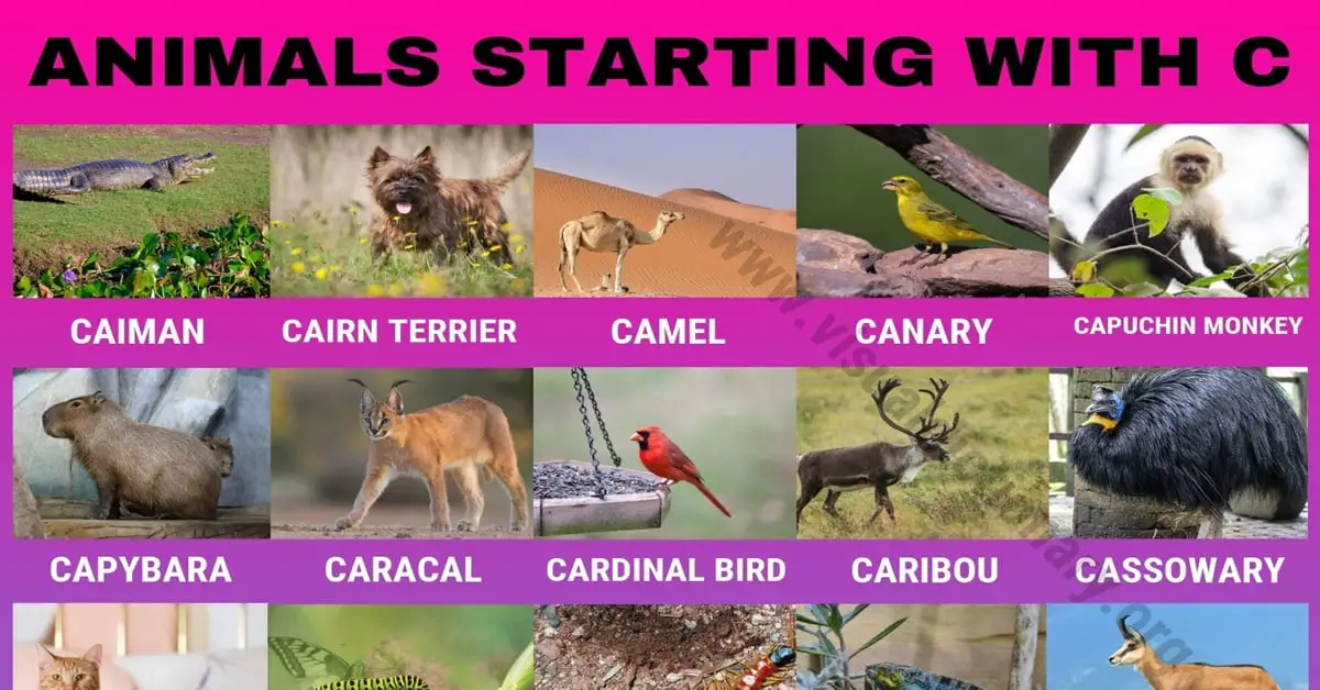 Animals that Start with C