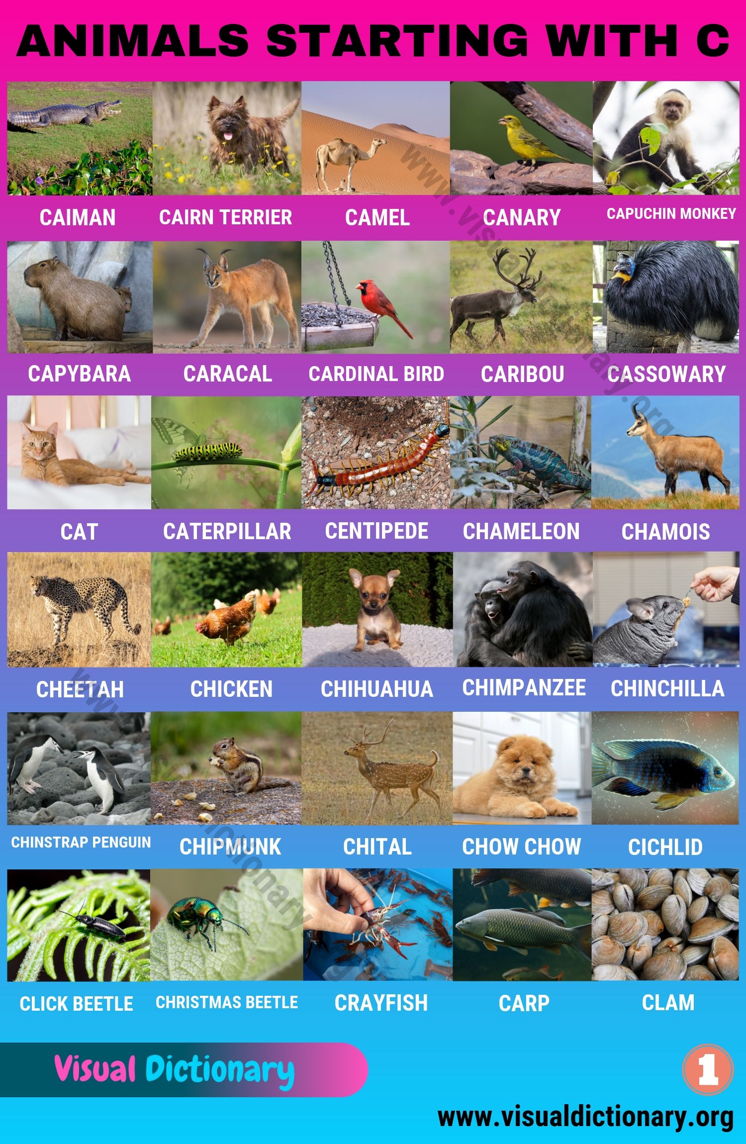 Animals that Start with C: Useful List of 60 Animals Starting with C -  Visual Dictionary
