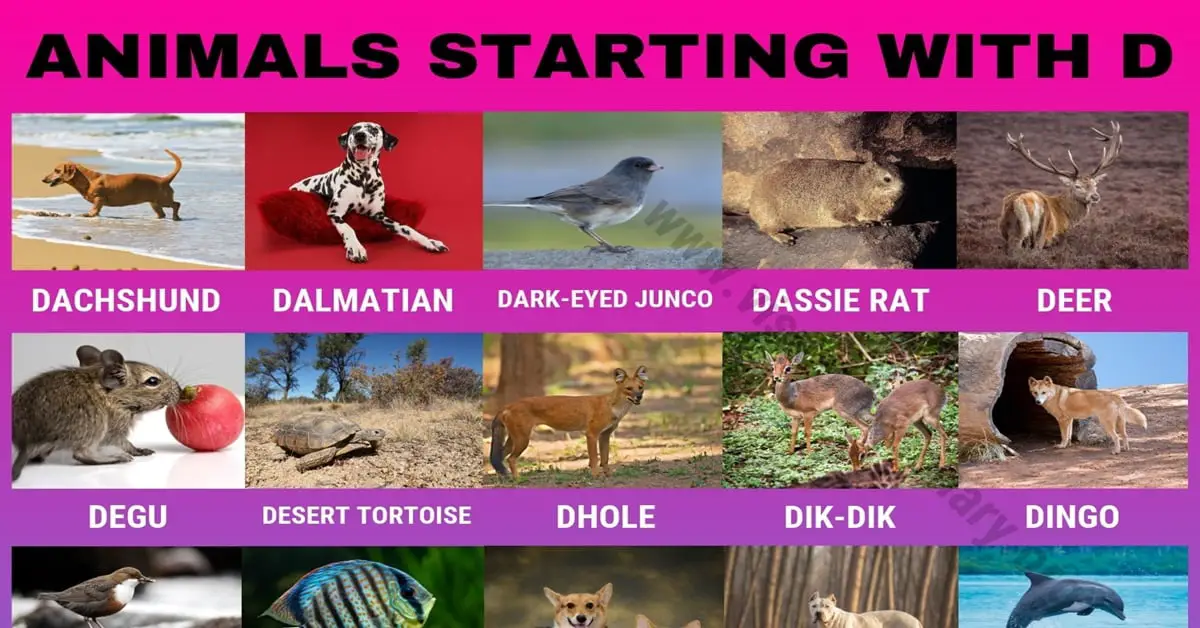 Animals that Start with D