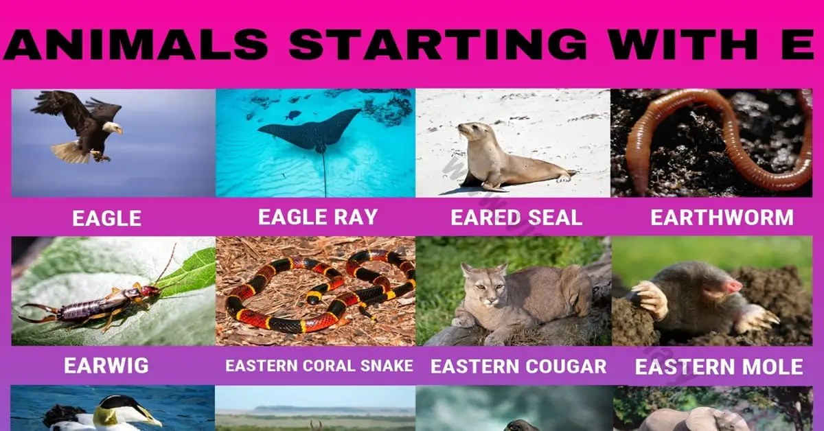 Animals that Start with E