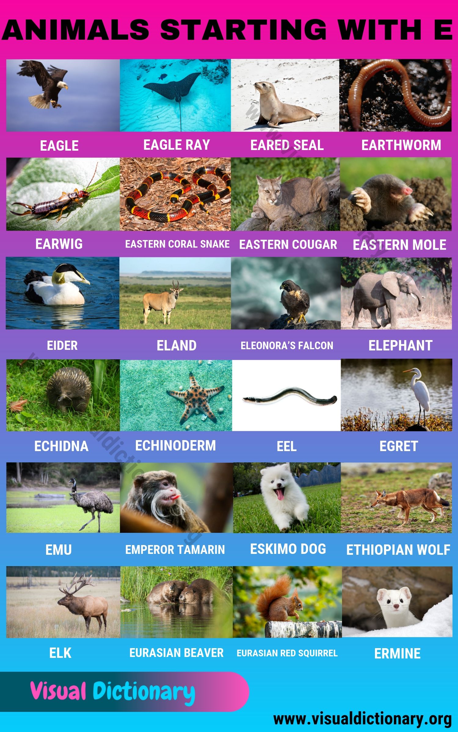 Animals that Start with E: 24 Fascinating Names of Animals Starting with E  - Visual Dictionary