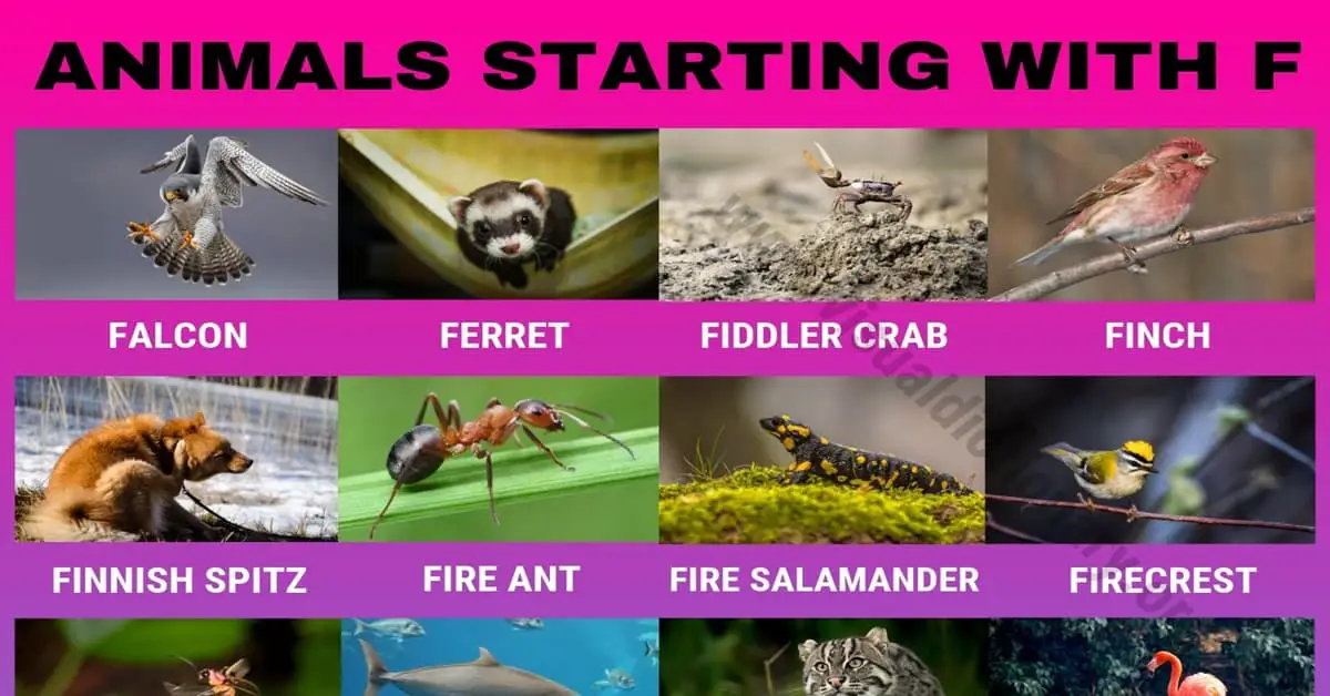 Animals that Start with F
