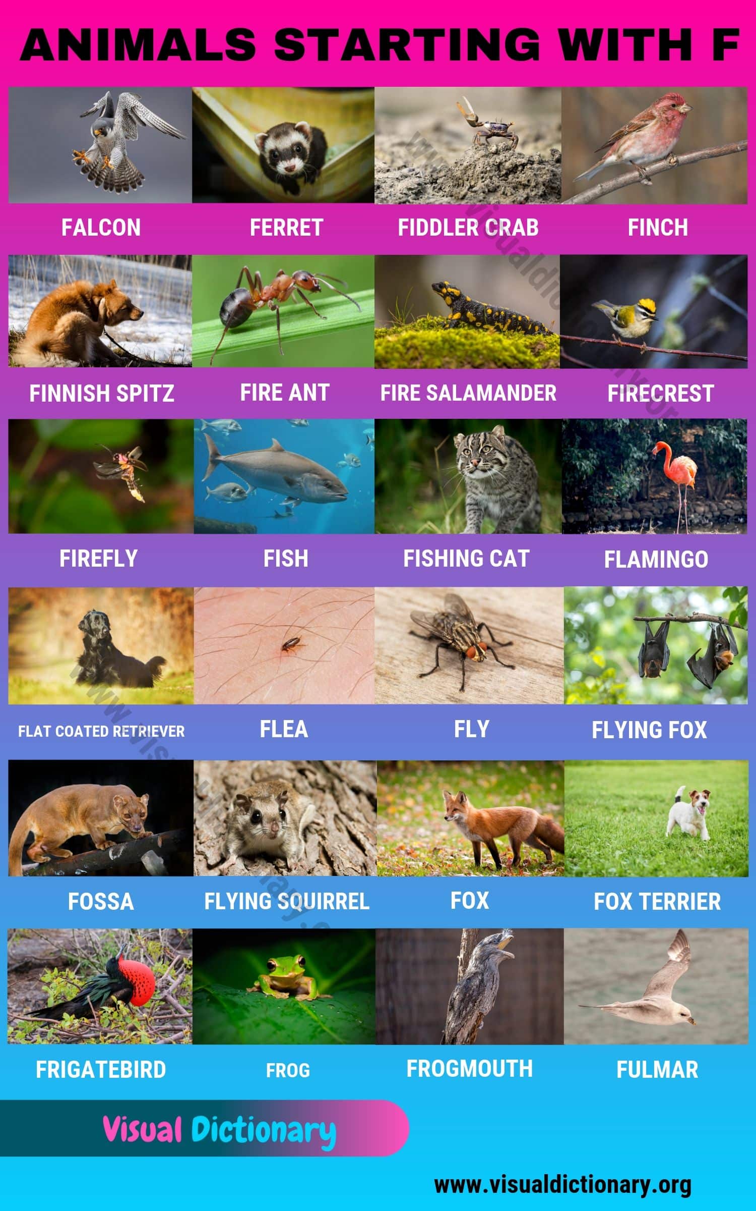 Animals that Start with F: 24 Popular Animals Starting with F - Visual  Dictionary