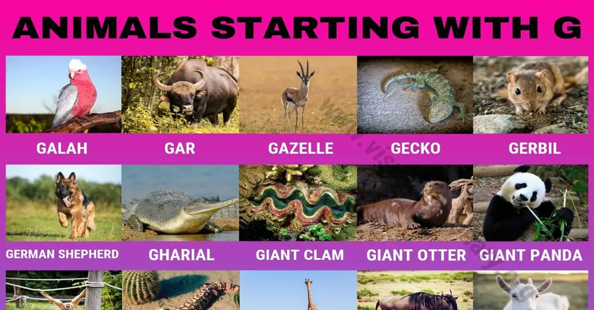 Animals that Start with G: 30 Famous Animals Starting with G - Visual  Dictionary