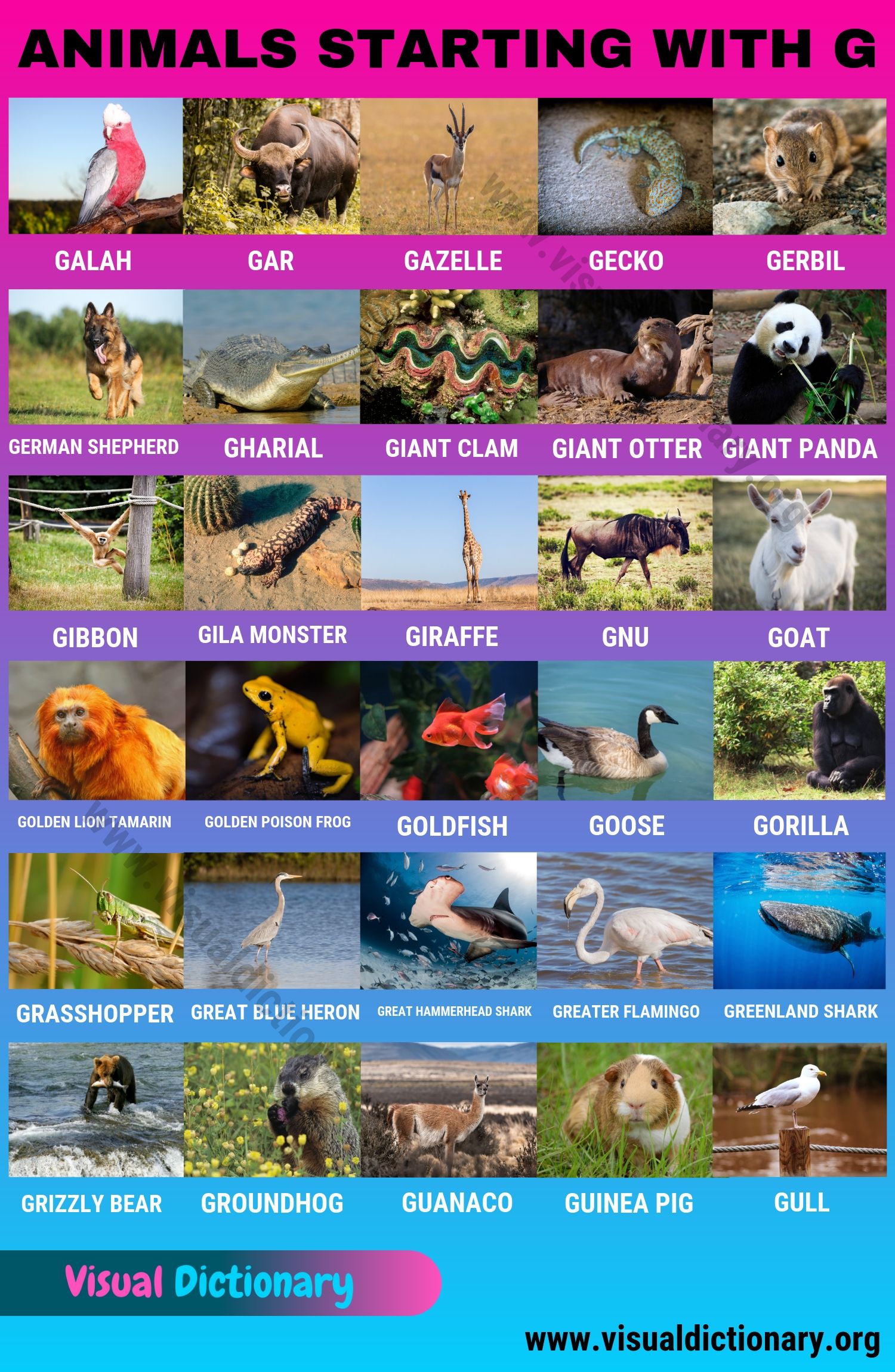 Animals that Start with G: 30 Famous Animals Starting with G - Visual  Dictionary
