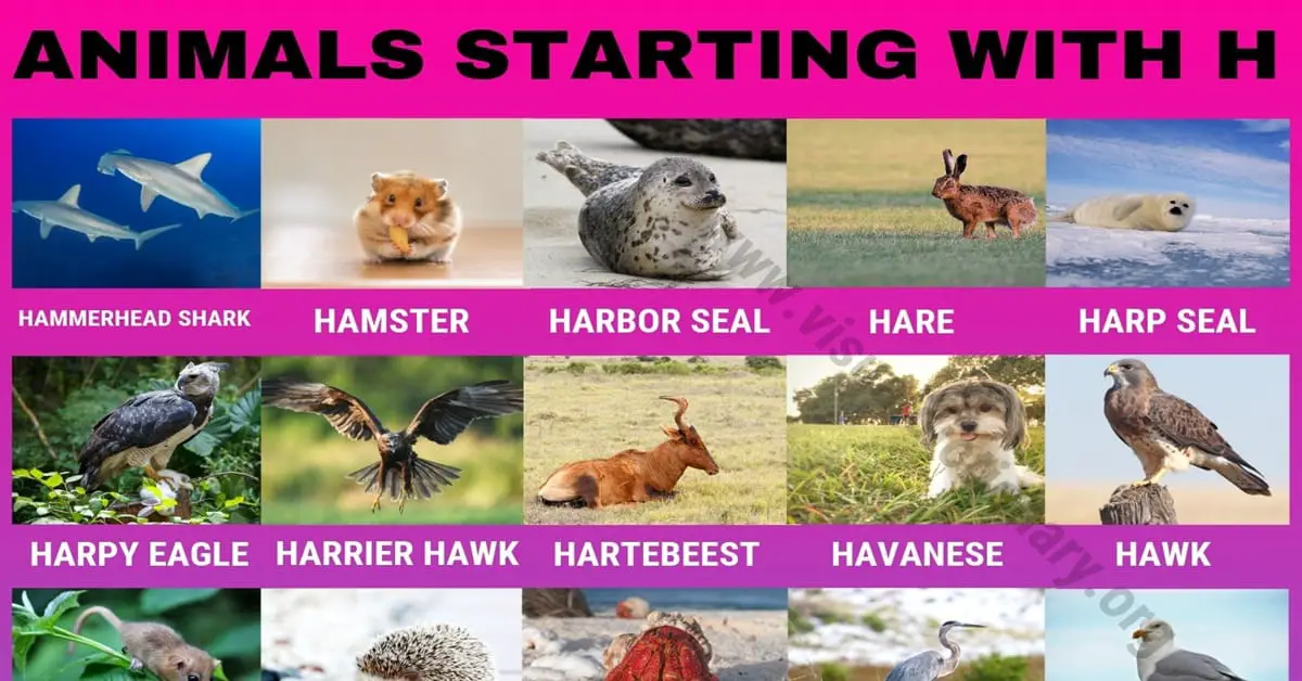 Animals that Start with H: 40 Intriguing Animals Starting with H - Visual  Dictionary