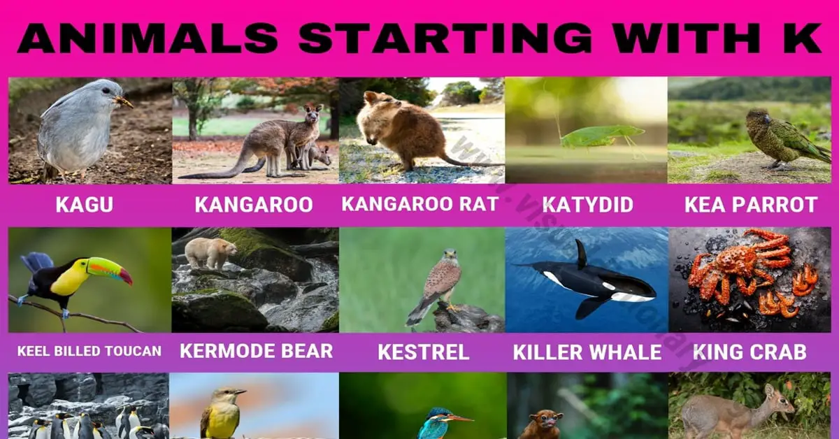 Animals that Start with K: 30 Interesting Animals Starting with K - Visual  Dictionary