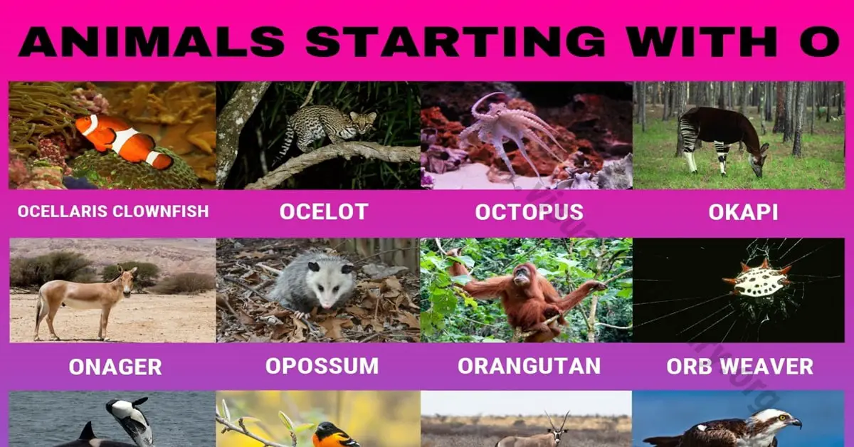 Animals that Start with O: Useful List of 24 Animals Starting with O -  Visual Dictionary