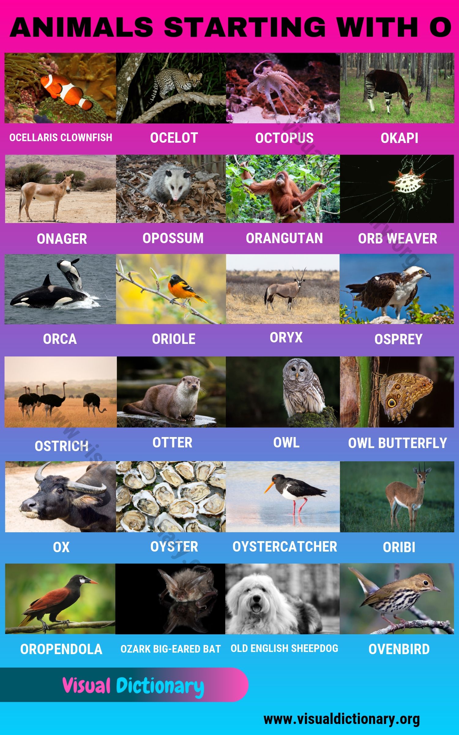 Animals that Start with O