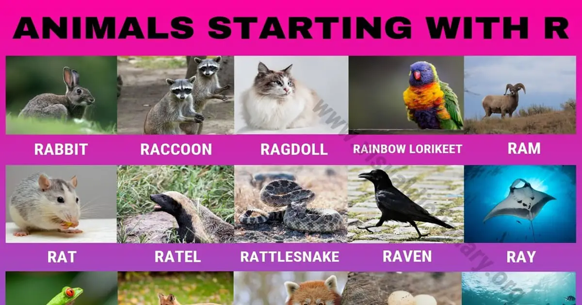 Animals that Start with R: Wonderful Names of 30 Animals Starting with R -  Visual Dictionary