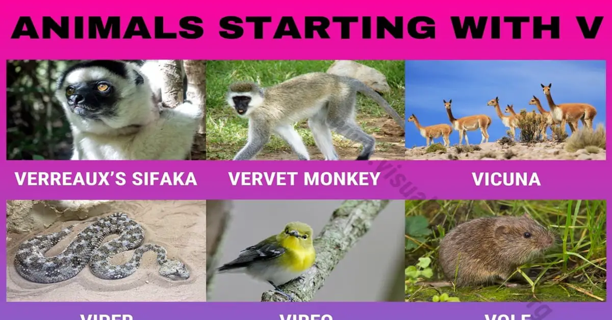 Animals that Start with V