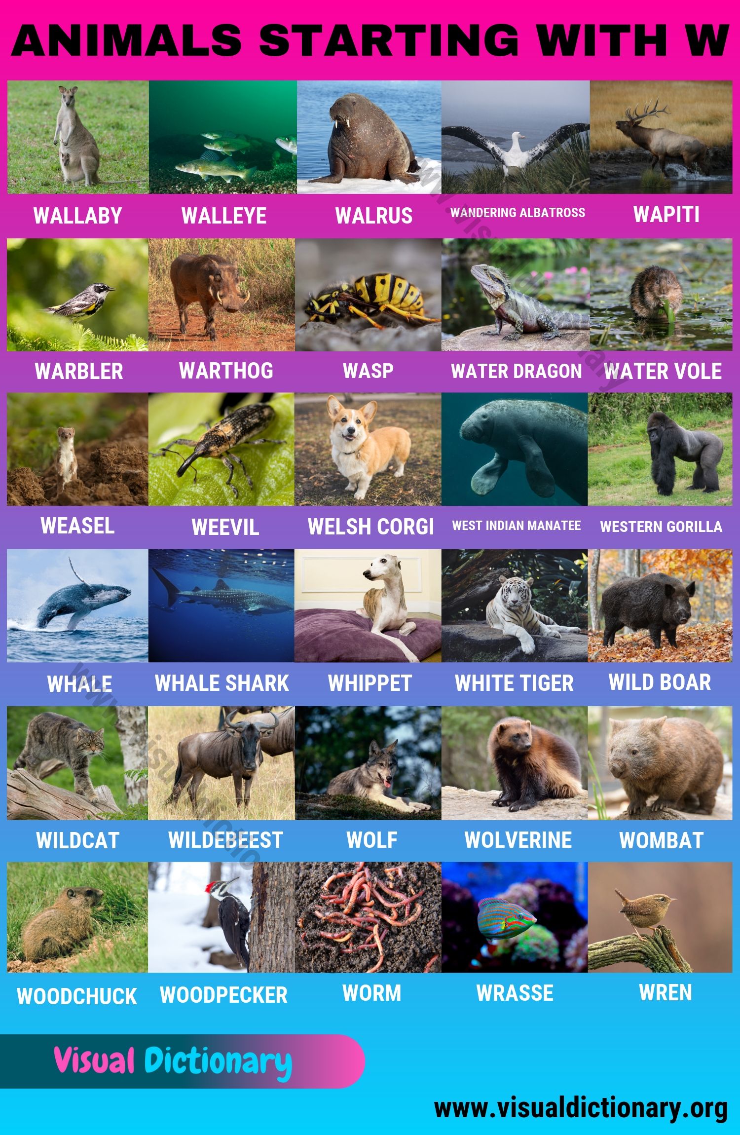 Animals that Start with W: 30 Fascinating Animals Beginning with W - Visual  Dictionary