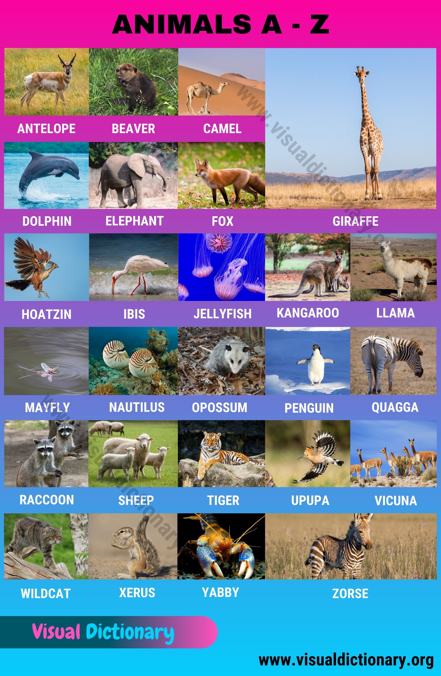 List of Animals: Amazing List of 300+ Animals A to Z in English - Visual  Dictionary