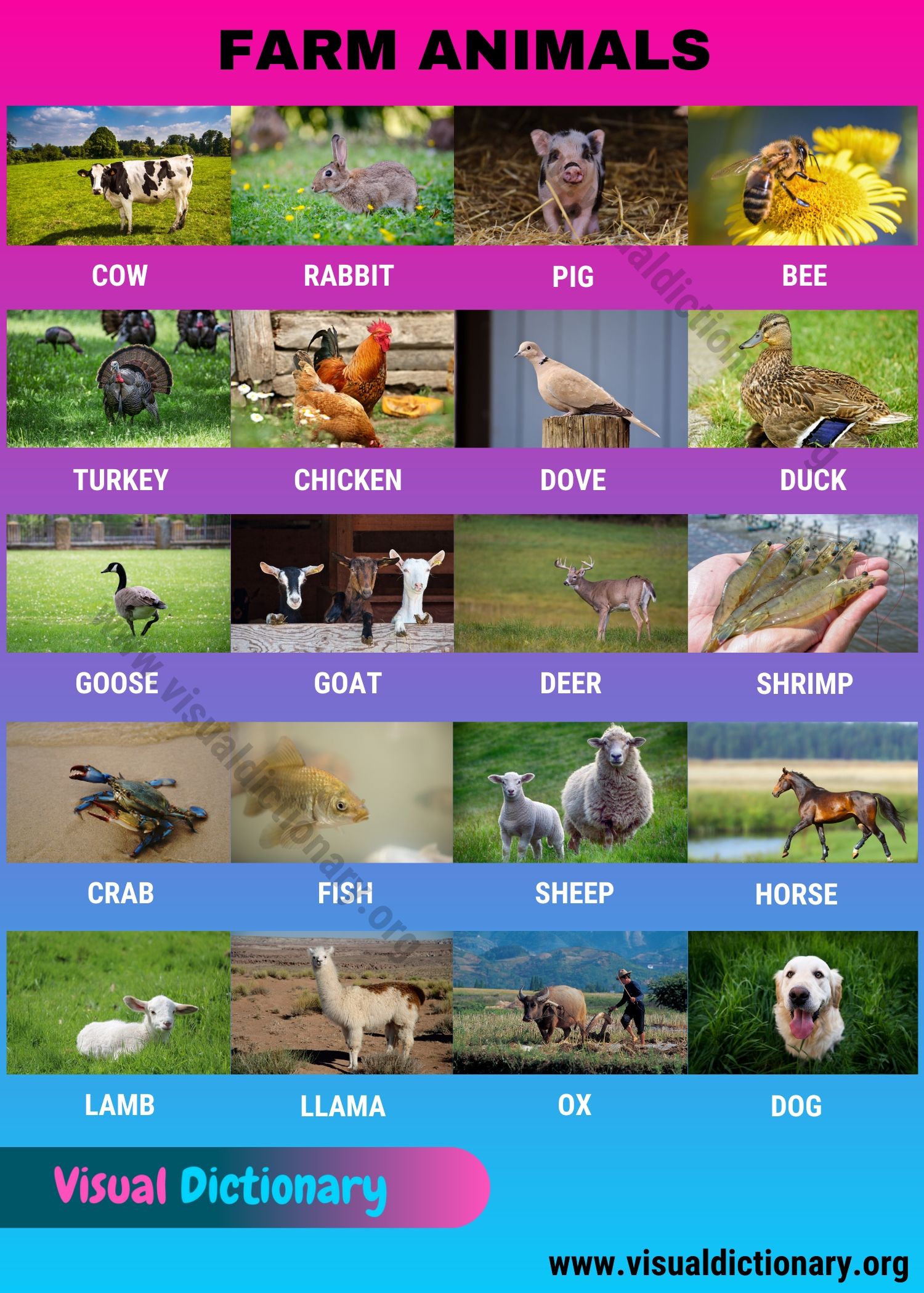 Farm Animals: Useful List of 20 Domestic Animals in English - Visual  Dictionary
