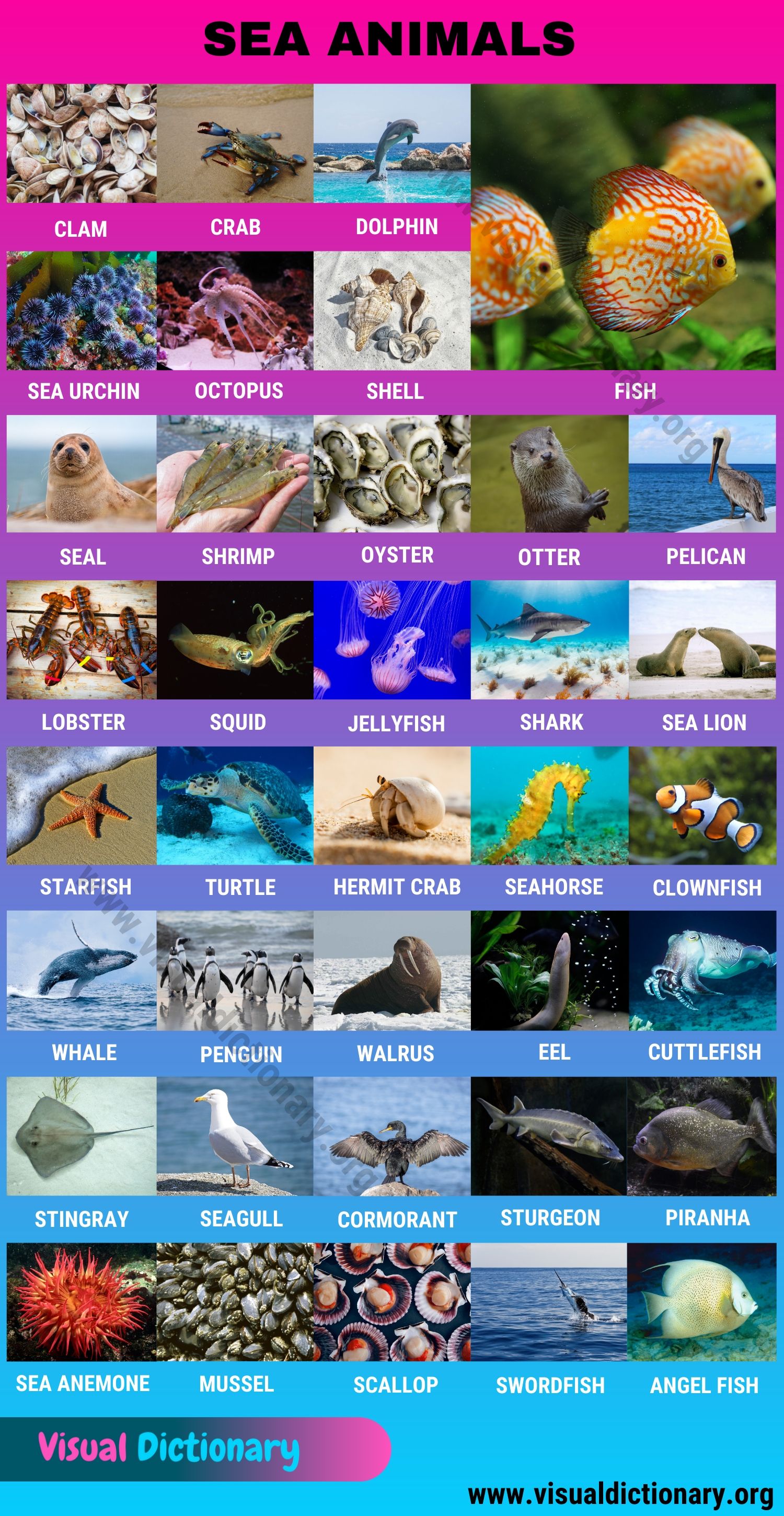 Sea Animals Interesting Set Of 35 Ocean Animals Names Visual Dictionary