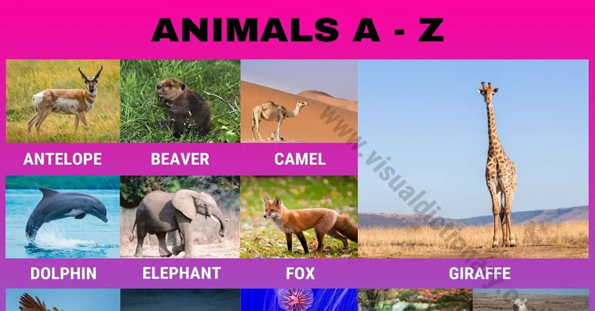 Animals A-Z - Visual Dictionary