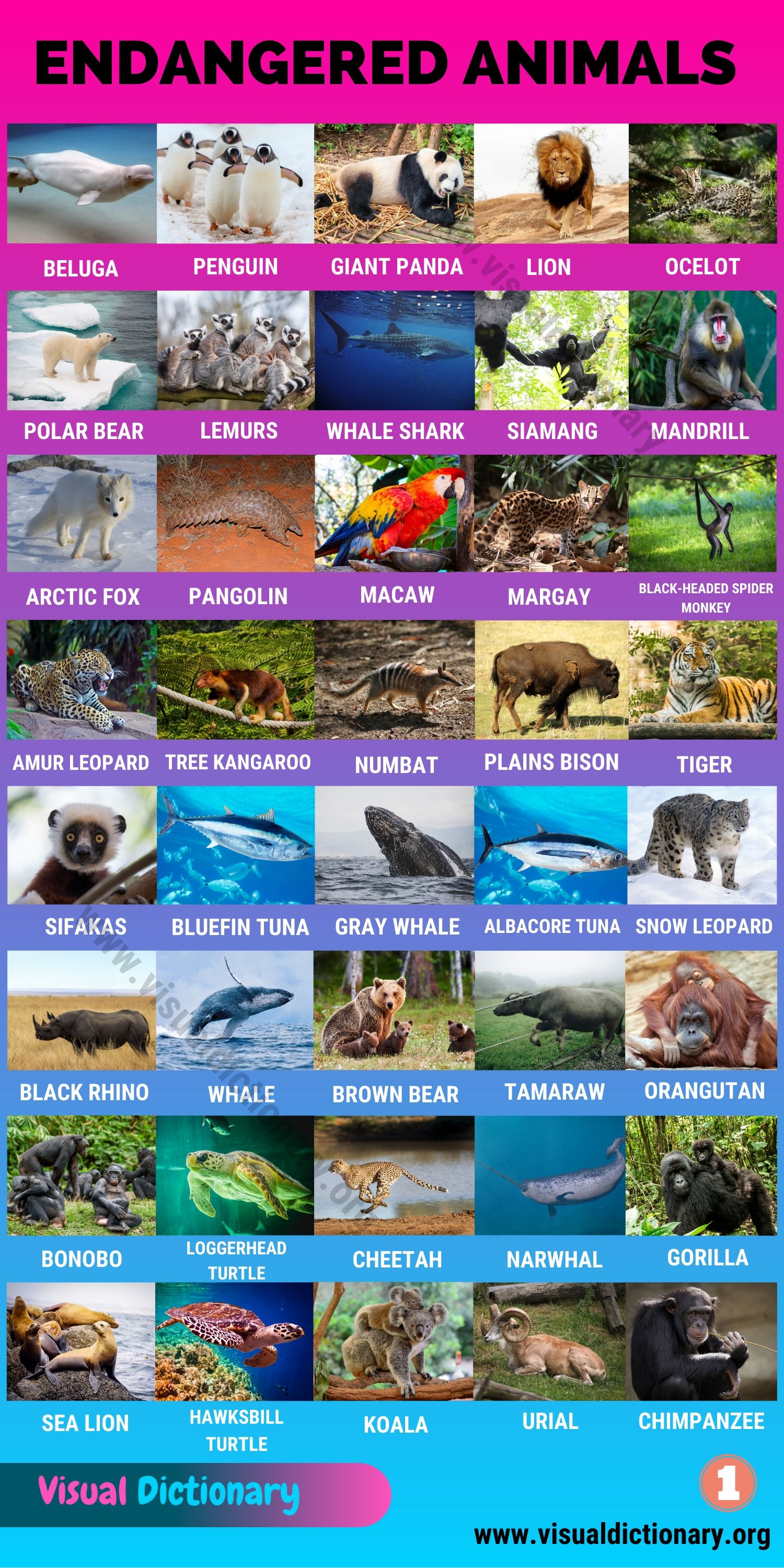 Endangered Species: 90+ Endangered Animals We Need to Save Right Now -  Visual Dictionary