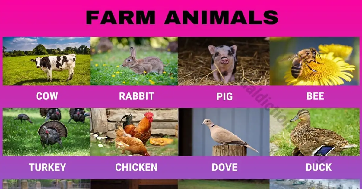 Animals - Visual Dictionary