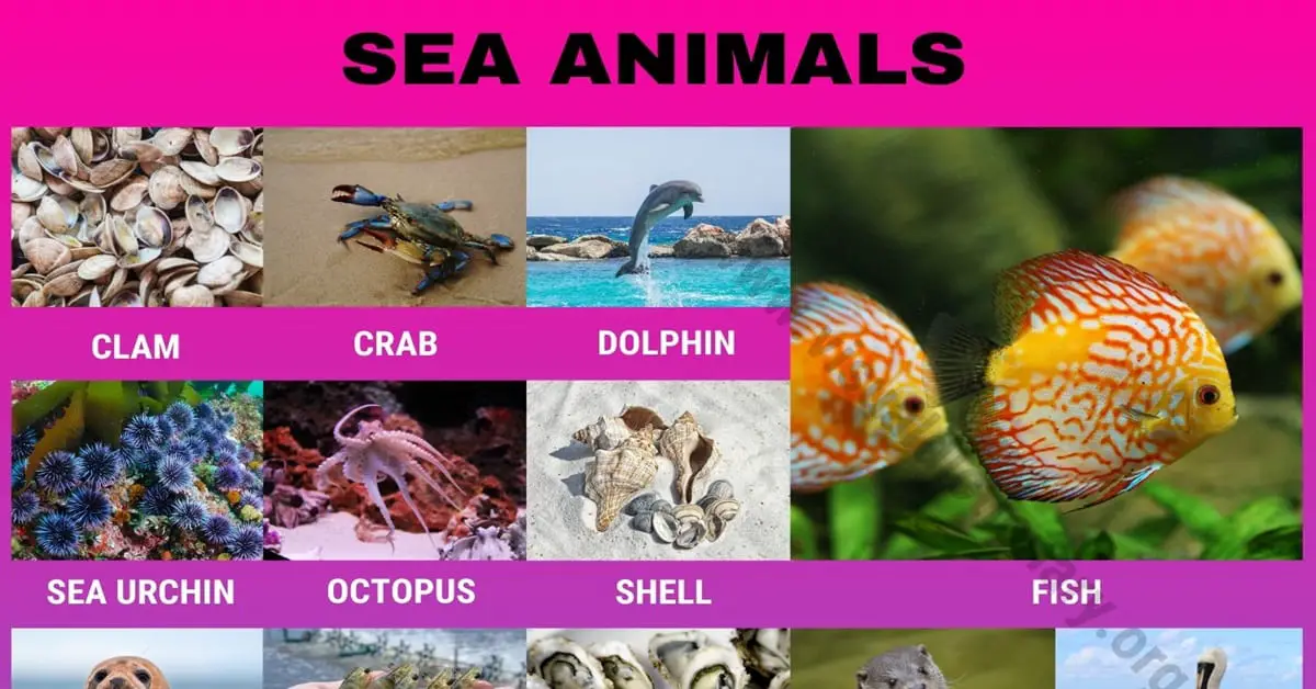 Sea Animals: Interesting Set of 35+ Ocean Animals Names - Visual Dictionary