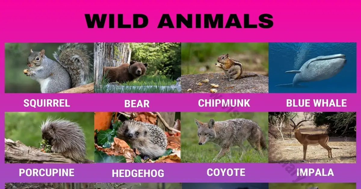 Wild Animals: List of 195 Common Wild Animals Vocabulary with Pictures -  Visual Dictionary