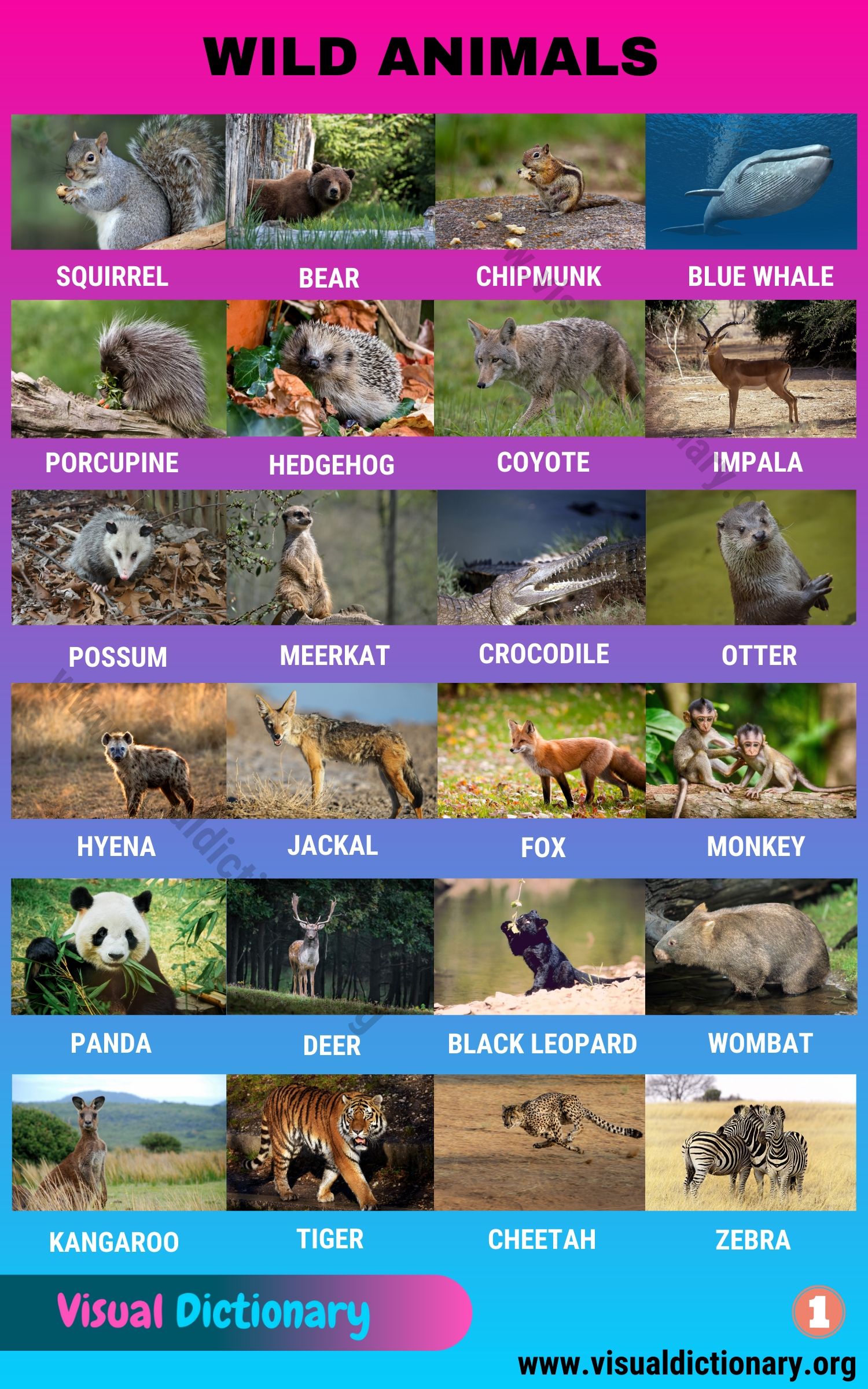 Wild Animals: List of 195 Common Wild Animals Vocabulary with Pictures -  Visual Dictionary