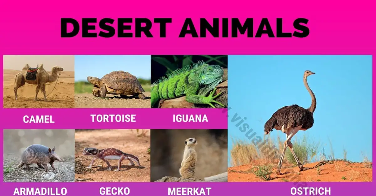 Desert Animals: 38 Wonderful Animals that Live in Desert Habitats - Visual  Dictionary