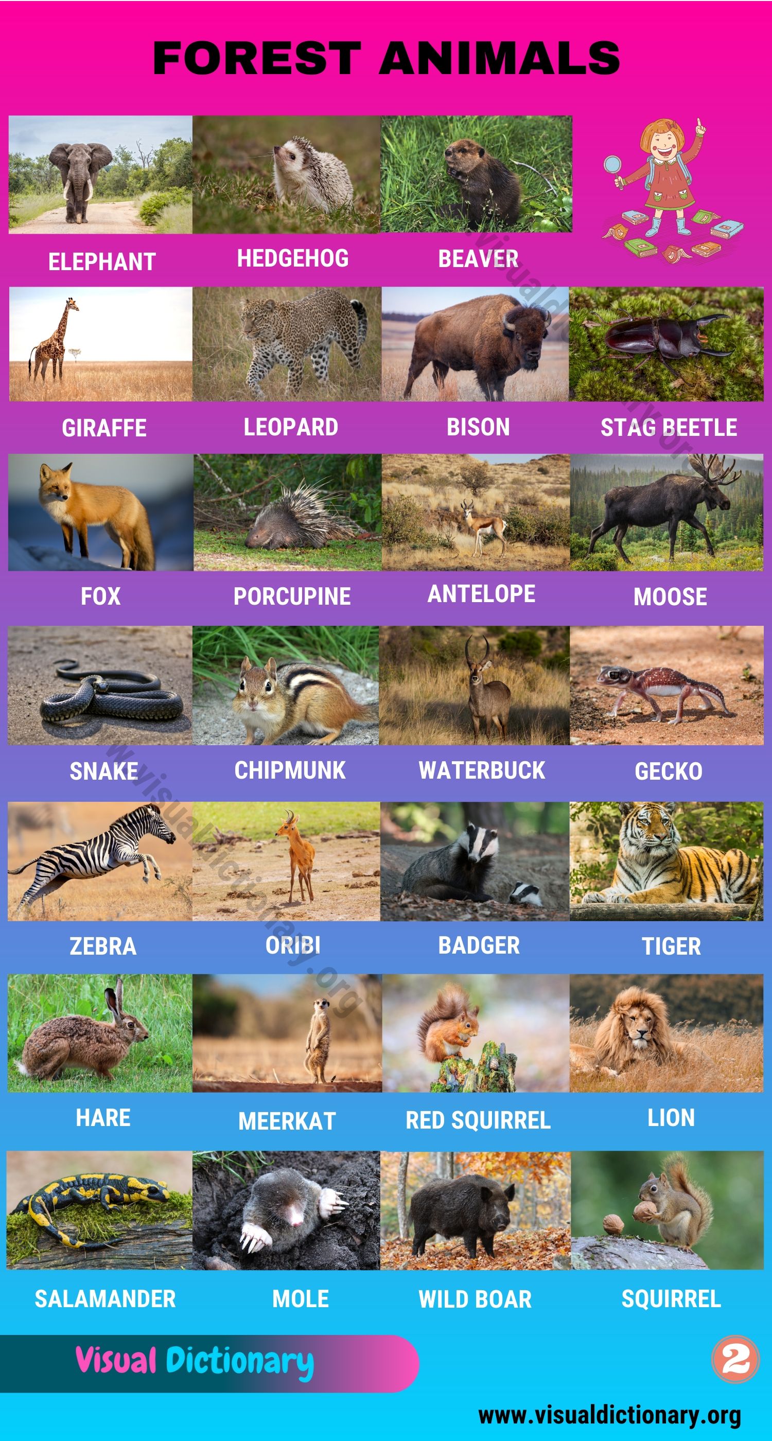 Forest Animals: Helpful List of 55 Different Animals Living in the Forest -  Visual Dictionary