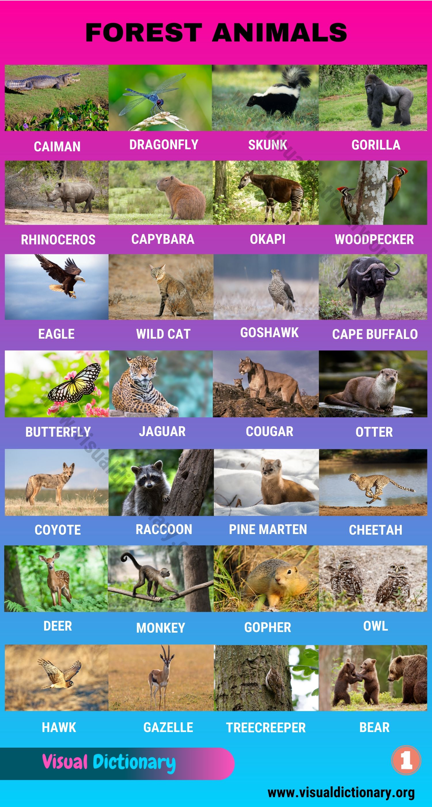 Forest Animals: Helpful List of 55 Different Animals Living in the Forest -  Visual Dictionary