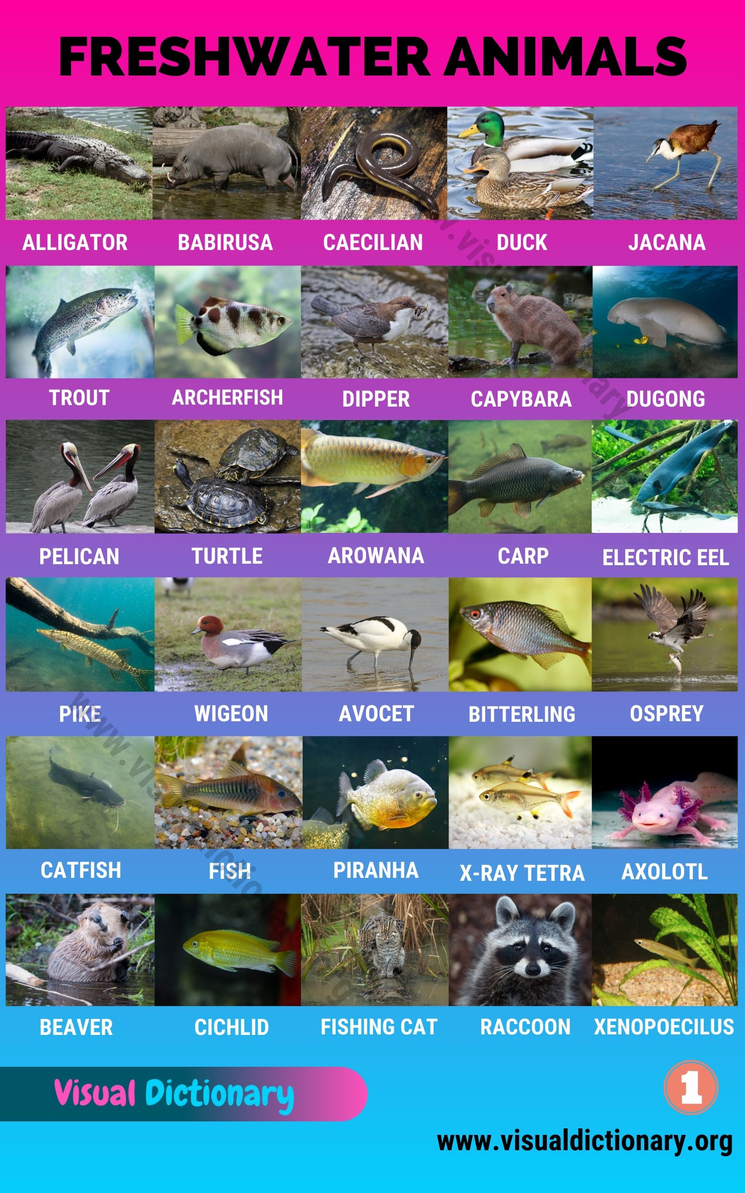 Freshwater Animals: 60 Best Animals that Live in Freshwater Habitats -  Visual Dictionary