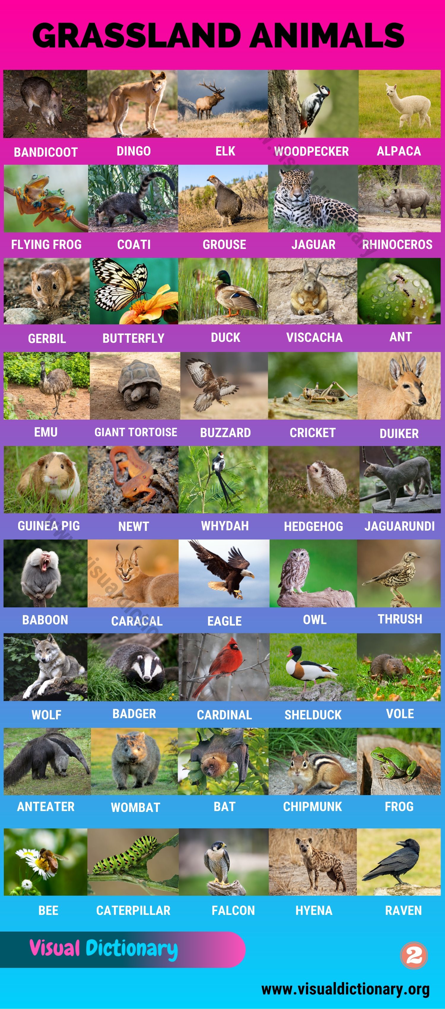 Grassland Animals: Big List of 160+ Grassland Animals in The World - Visual  Dictionary