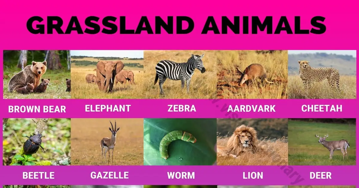 Grassland Animals: Big List of 160+ Grassland Animals in The World - Visual  Dictionary
