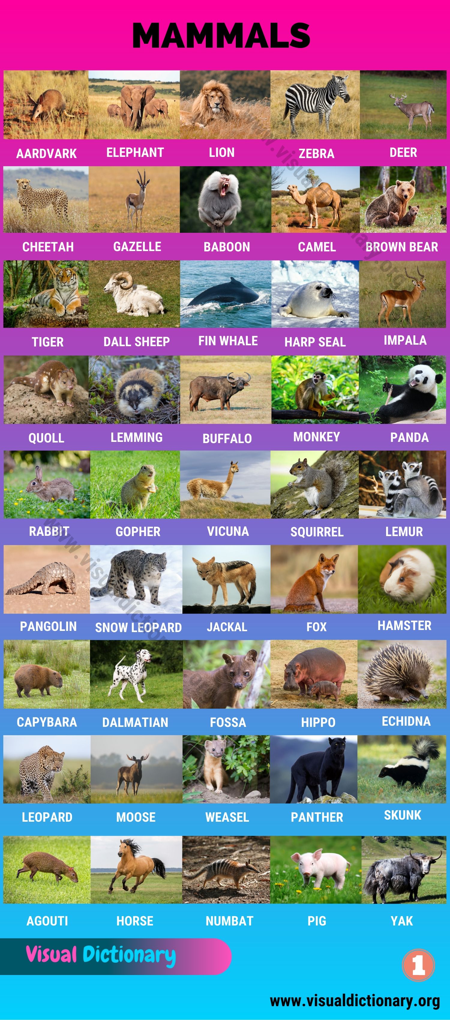 Mammals: Wonderful List of 175+ Names of Mammals with Pictures - Visual  Dictionary